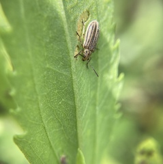 Ophraella notulata
