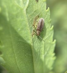 Ophraella notulata