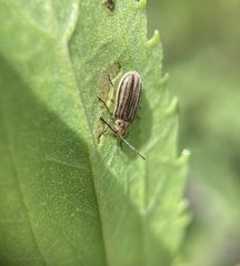 Ophraella notulata