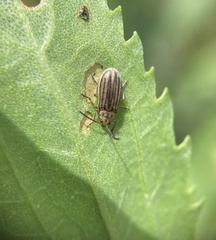 Ophraella notulata