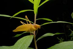 Amblycorypha oblongifolia