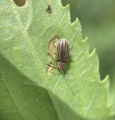 Ophraella notulata