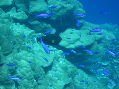 Mirolabrichthys pascalus