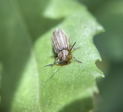 Ophraella notulata