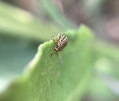 Ophraella notulata