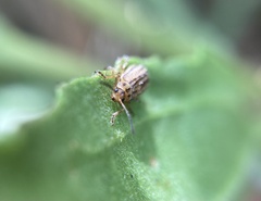 Ophraella notulata