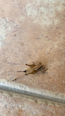 Eupholidoptera smyrnensis