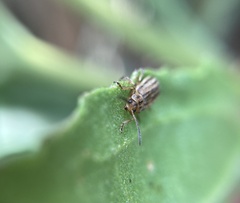 Ophraella notulata