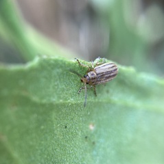 Ophraella notulata