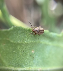 Ophraella notulata