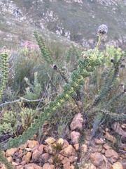Serruria reflexa
