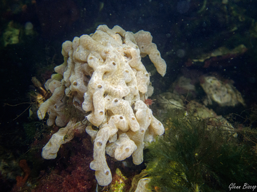 Carpet Sea Squirt, 4494 Geersdijk, Nederland, photo 4 of 10