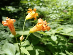 Lilium parvum