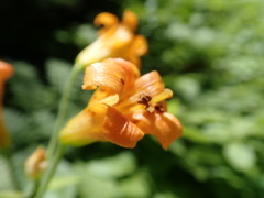 Lilium parvum