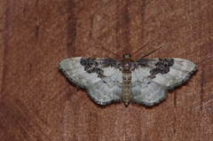 Idaea mustelata