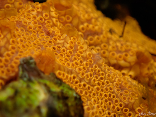 San Diego Sea Squirt, photo 4 of 9