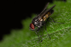 Thricops semicinereus