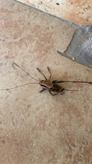 Eupholidoptera smyrnensis