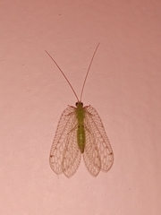Ankylopteryx