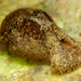 Japanese Bubble Snail - Photo (c) Glenn Biscop, some rights reserved (CC BY-NC), uploaded by Glenn Biscop