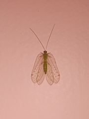 Ankylopteryx