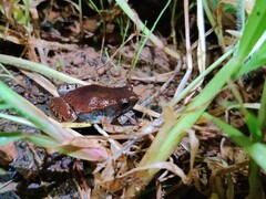 Microhyla nilphamariensis
