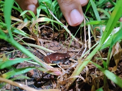 Microhyla nilphamariensis