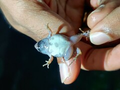Microhyla nilphamariensis
