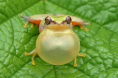 Raorchestes akroparallagi