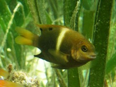 Chrysiptera biocellata