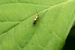 Micropterix aglaella