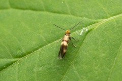 Micropterix aglaella