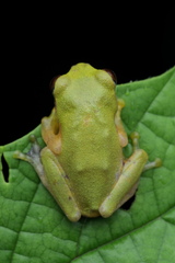 Raorchestes akroparallagi