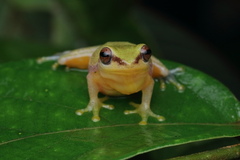 Raorchestes akroparallagi