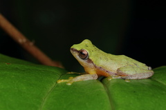 Raorchestes akroparallagi