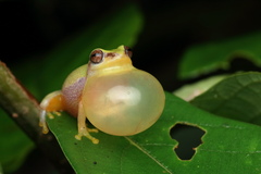 Raorchestes akroparallagi