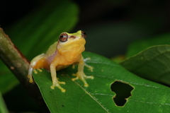 Raorchestes akroparallagi