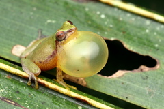 Raorchestes akroparallagi