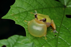 Raorchestes akroparallagi