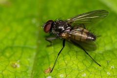 Thricops semicinereus