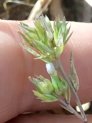 Linum strictum image