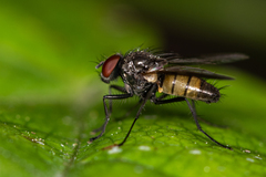 Thricops semicinereus