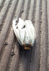 Macrobrochis staudingeri