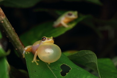 Raorchestes akroparallagi