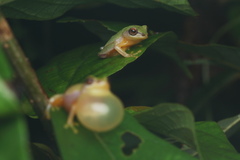 Raorchestes akroparallagi