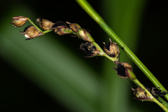 Anthracoidea pilosae