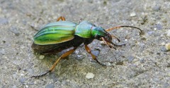 Carabus auratus
