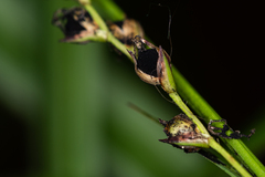 Anthracoidea pilosae