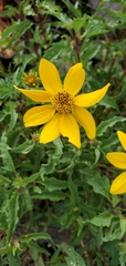 Heliopsis parvifolia