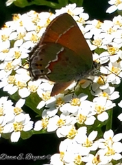 Callophrys gryneus